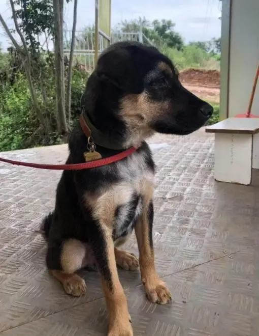 曾參與多次救援任務的搜救犬「黑崽」。