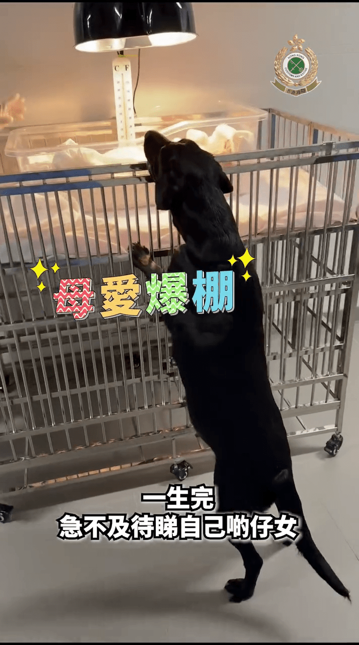 鈔票搜查犬Belle是新手狗媽媽，一胎中順產下9隻「黑白配」可愛幼犬。