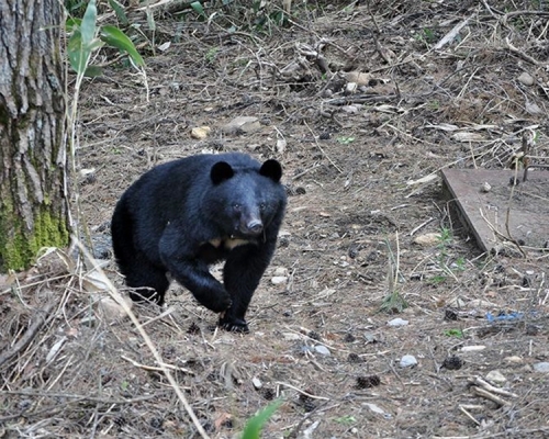 共同社報道指，近年越來越多人在郊外餵食棕熊等野生動物。網圖
