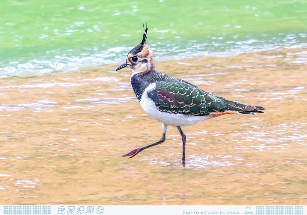 又名「鳳頭麥雞」的「天線雞」。圖片授權：藍雨洋