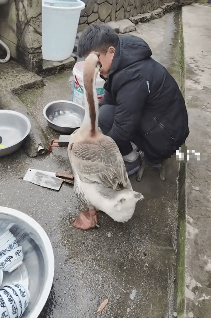 大鵝走到主人身前。 中國青年報