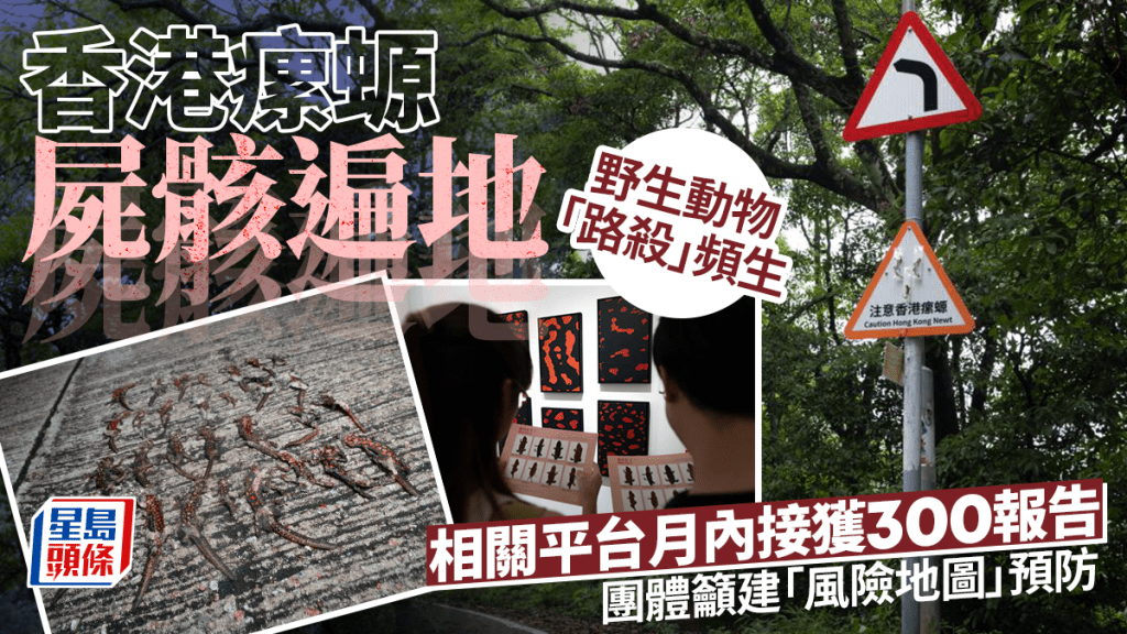 每日雜誌｜香港瘰螈屍骸遍地  野生動物「路殺」頻生   相關平台月內接獲300報告  團體籲建「風險地圖」預防