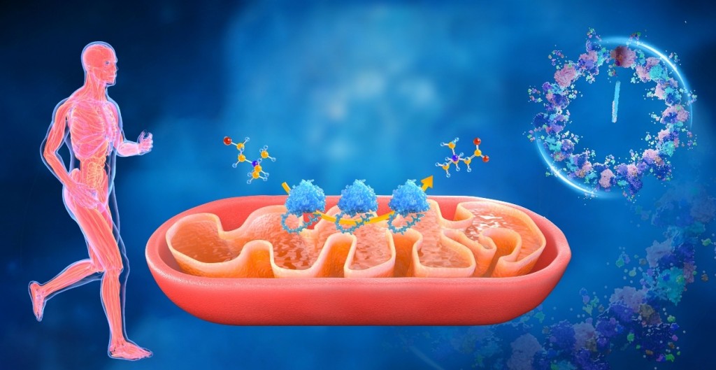 第六位：炎性衰老机制解析与多维靶向干预。