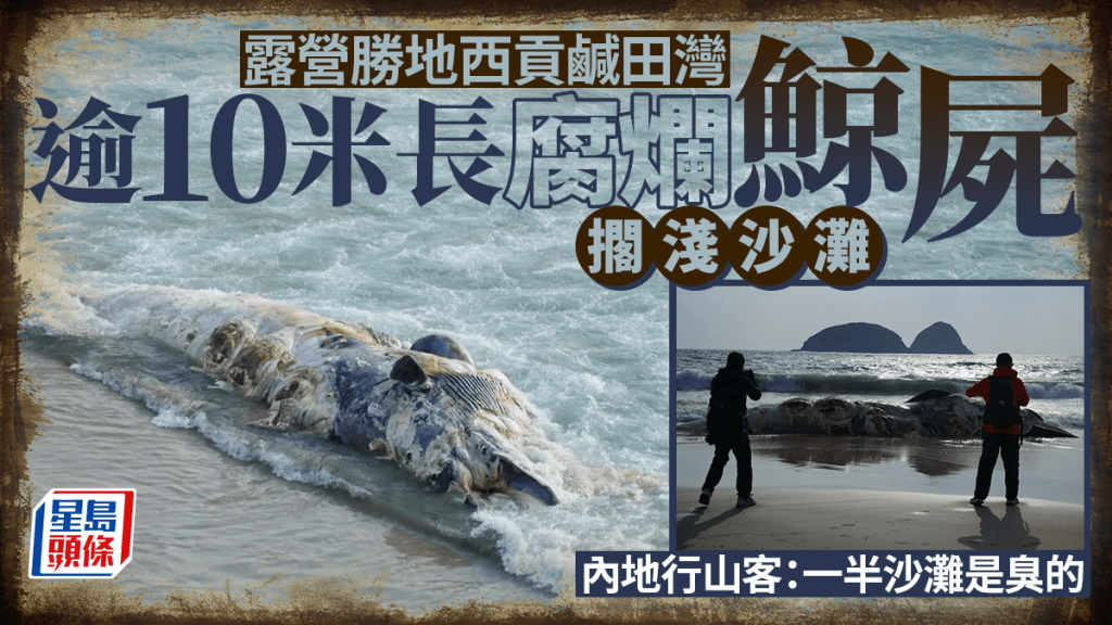 露營勝地西貢鹹田灣驚現腐爛鯨屍 內地行山客：一半沙灘都是臭的