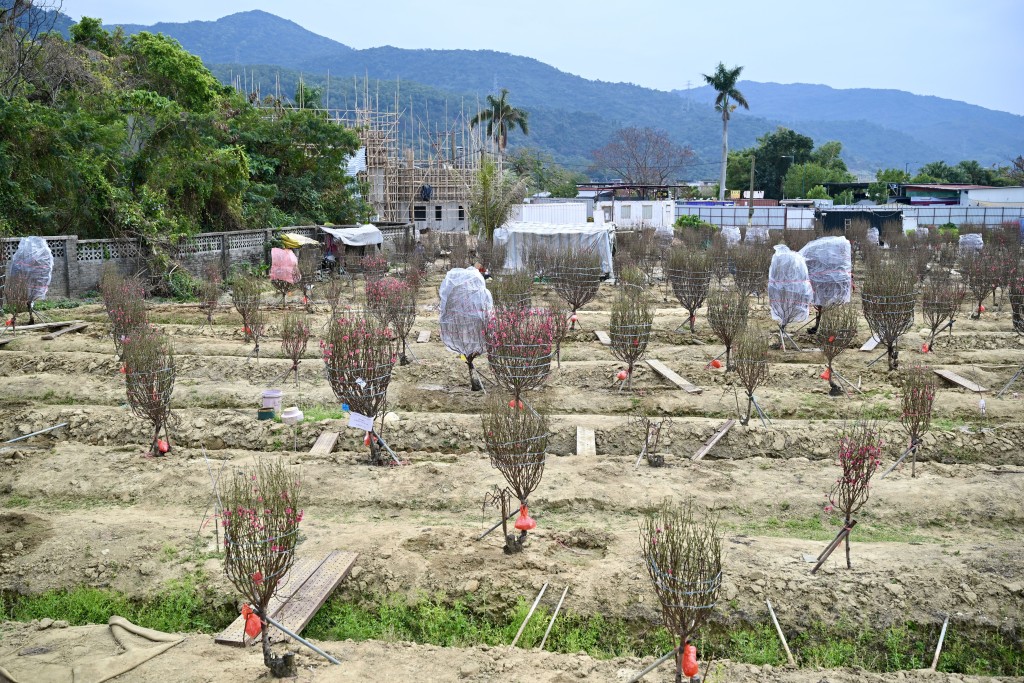 財叔指，花場多數不會賣光桃花，會留下部分繼續種植。
