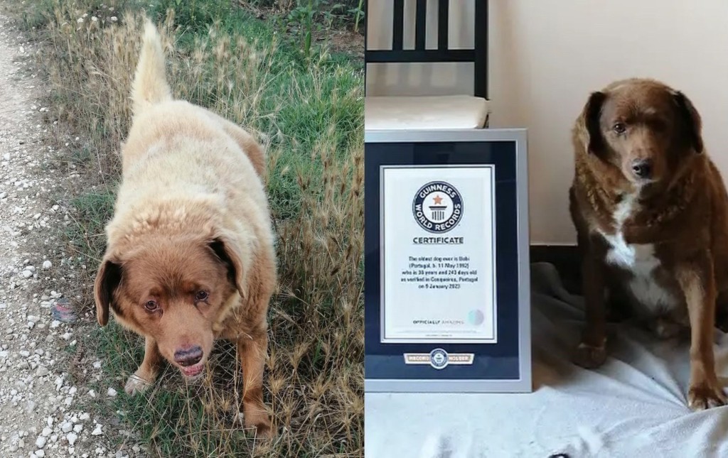 博比的史上最长寿狗狗名衔最终遭健力士摘除。