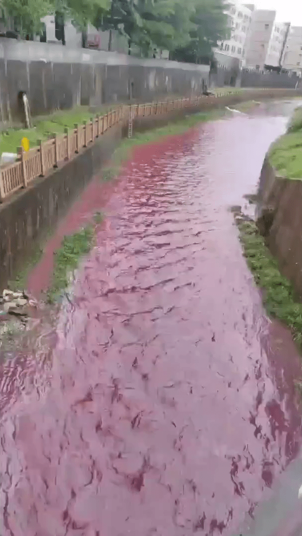 在深圳龍崗，有網友4月25日發布影片反映，一河流疑有工業廢水流入致河水呈粉紅色。