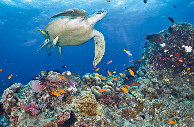 澳洲大堡礁的招聘計畫結果由一名英國人獲選。