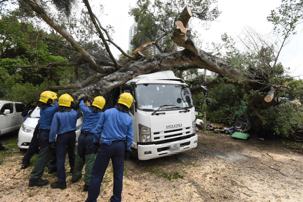 10米高的大树今午连根拔起倒塌，压中3车。