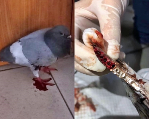 白鴿當日被發現遭人殘忍剪掉尾和翼。香港動物報FB