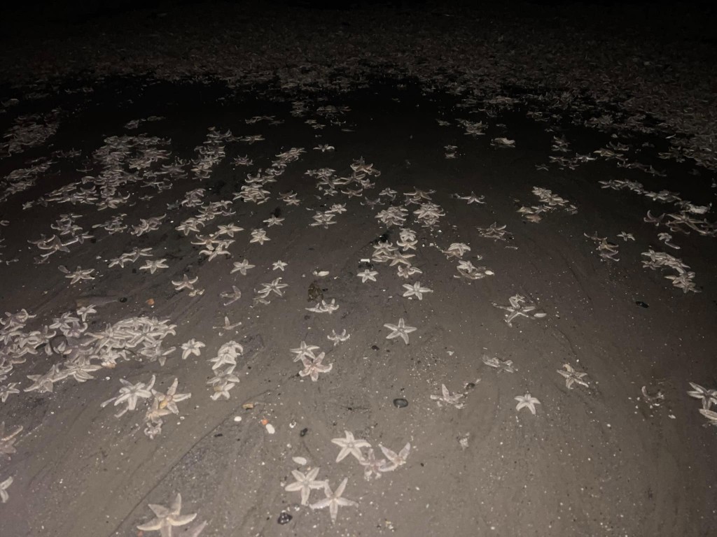 沙滩及附近岩岸被海星覆蓋。图片来源：Facebook @ Fife jammer locations
