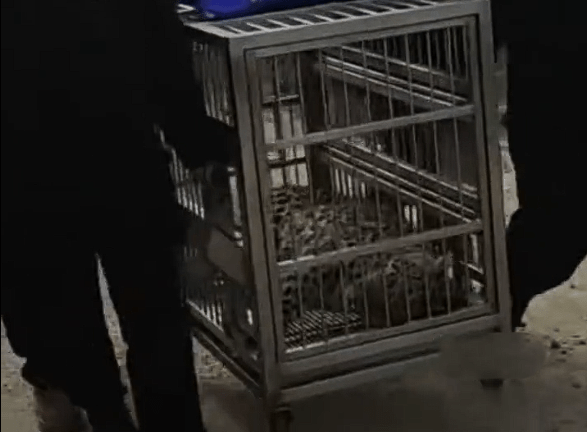 工作人員運走花豹。極目新聞