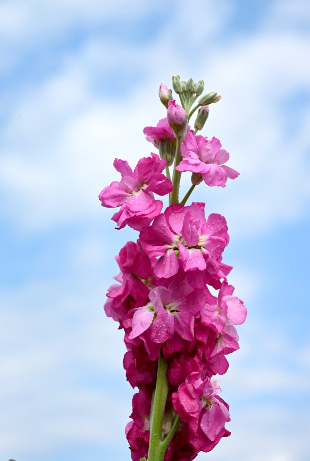 紫羅蘭花色繁多，既有紫、桃紅、白、黃等經典明艷色系，亦不乏淡紫、鵝黃與粉紅等清新柔和的新品種。政府新聞處圖片