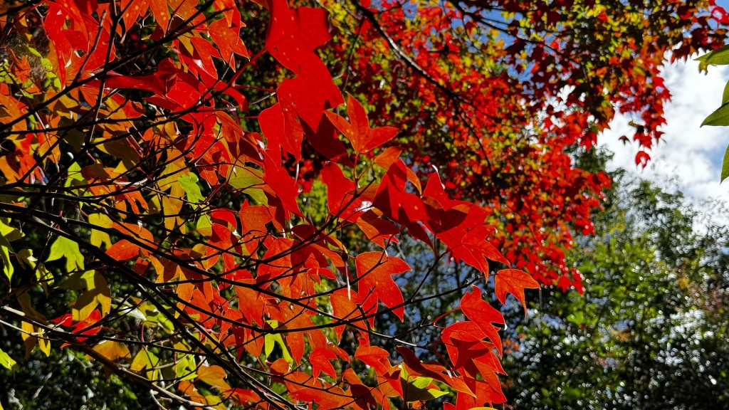 浦卡東國家公園的紅葉。（FB）