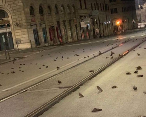 羅馬數百隻鳥當街死亡。網上圖片