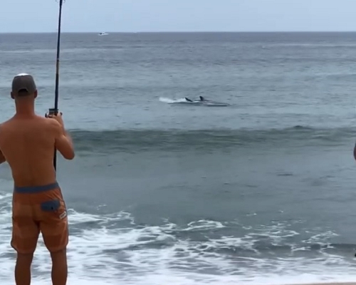 美國男子釣魚竟釣到大白鯊。網上撮圖