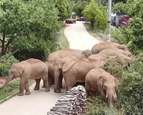 15頭野生亞洲象從雲南西雙版納一路北遷。美聯社圖片