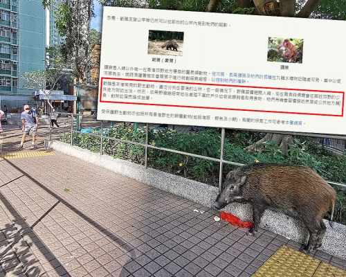 漁護署指「受保護野生動物」的網頁中有關野豬資料有錯誤故進行修正。資料圖片