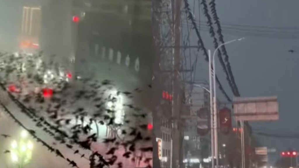 积石山县地震前有大量乌鸦聚集在城区。影片截图