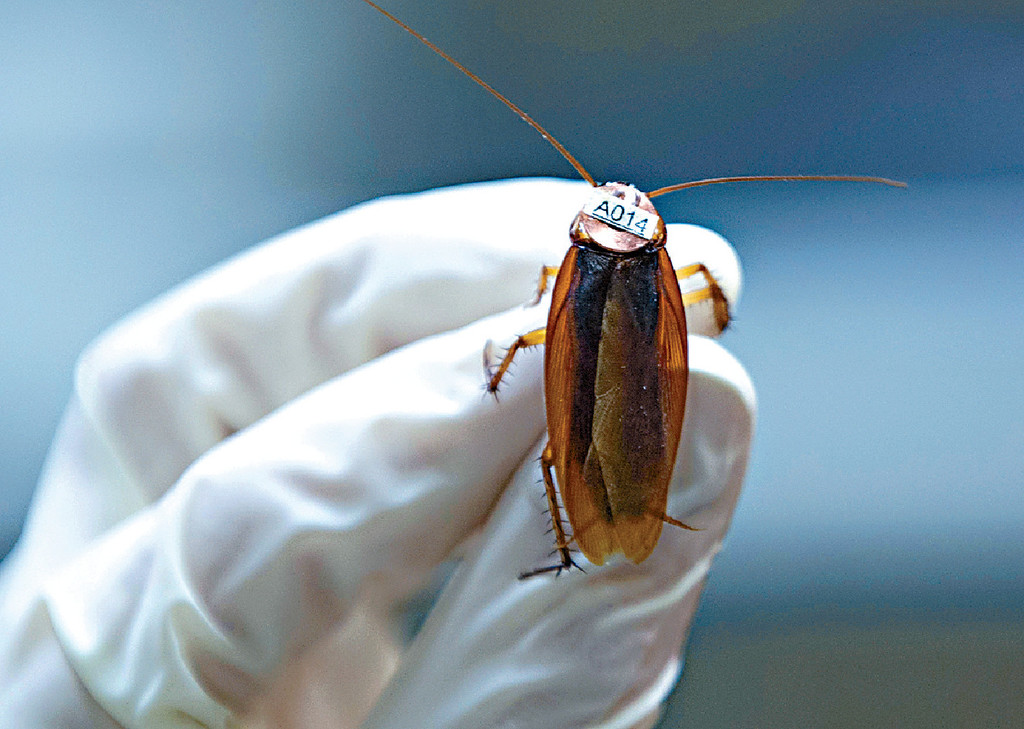 ■中文大學醫學院與其他大學聯合研究，對美國曱甴展基因組測序和致敏原鑑定。