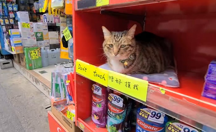 猫店长「唔生」躲在药房货架上休息。