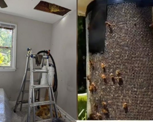 男子發現家中天花板內竟住著10萬隻蜜蜂。網圖