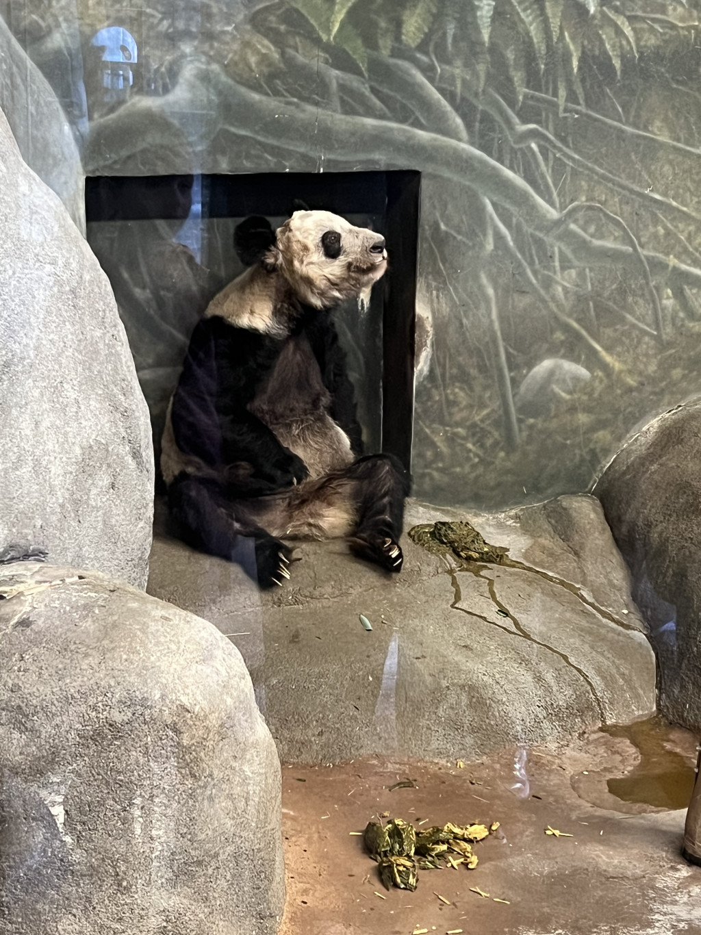 在美国田纳西州孟菲斯动物园的旅美大熊猫「丫丫」的近照。