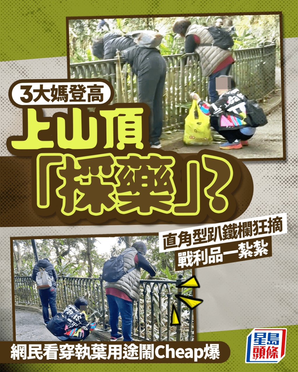 大媽3人組上山頂「採藥」？ 直角型趴鐵欄狂摘 戰利品一紮紮 網民看穿執葉用途鬧Cheap爆｜Juicy叮