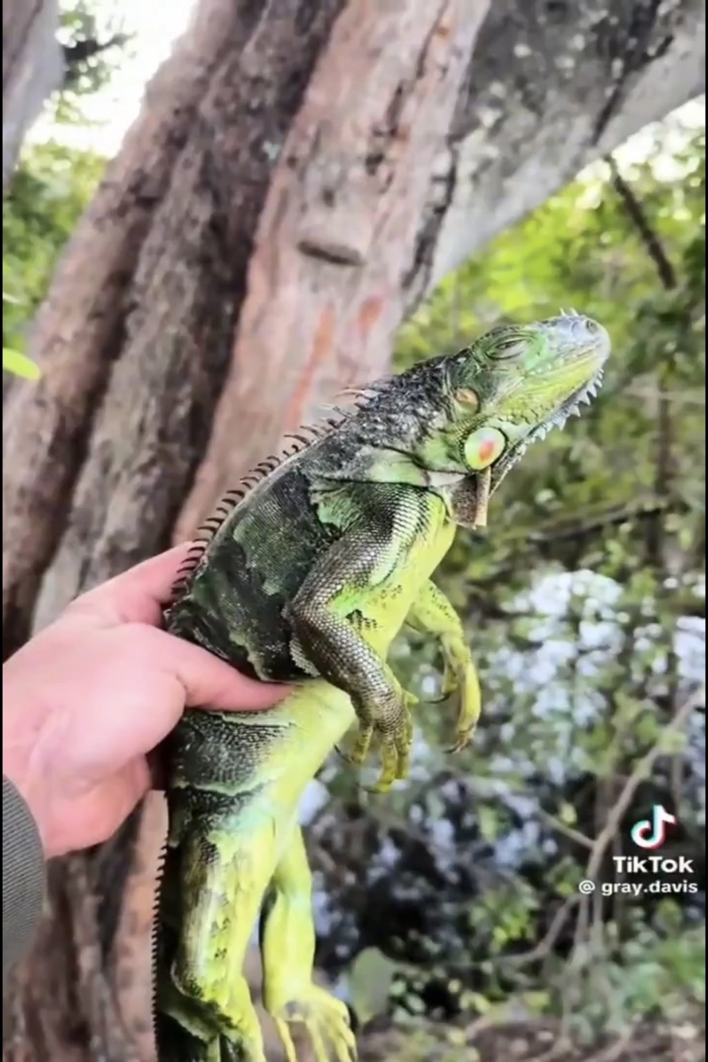 他介绍说这是外来物种，可以捕猎扑杀。  TikTok@gray.davis