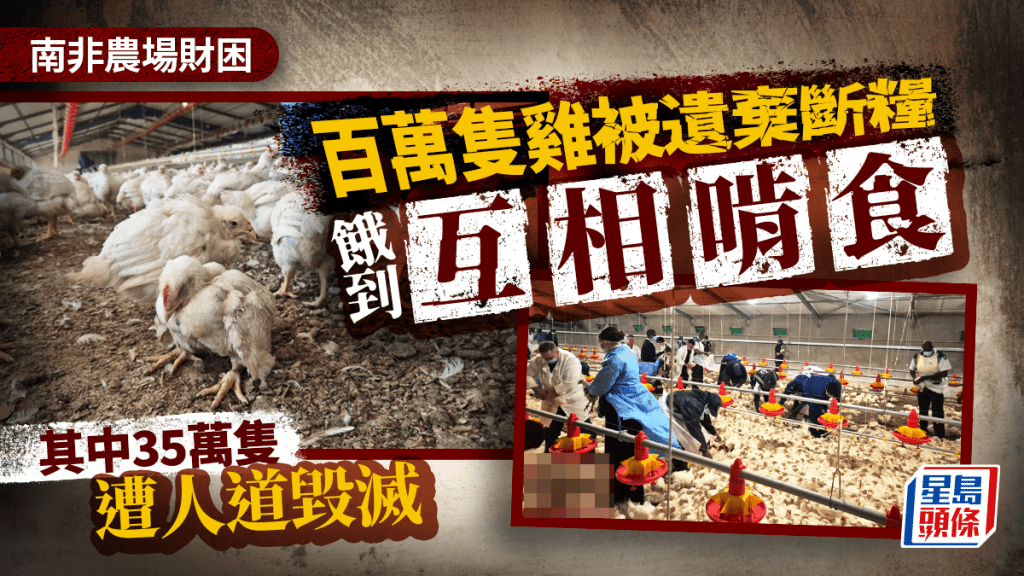 農場糧荒|南非百萬隻餓雞啃食同類 35萬隻慘被人道毀滅