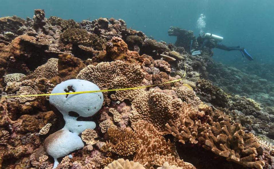 澳洲大堡礁正在遭遇大規模白化。 路透社