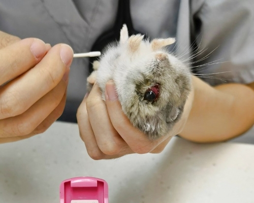 小倉鼠身體多處受傷。羽濼寵物店FB圖片