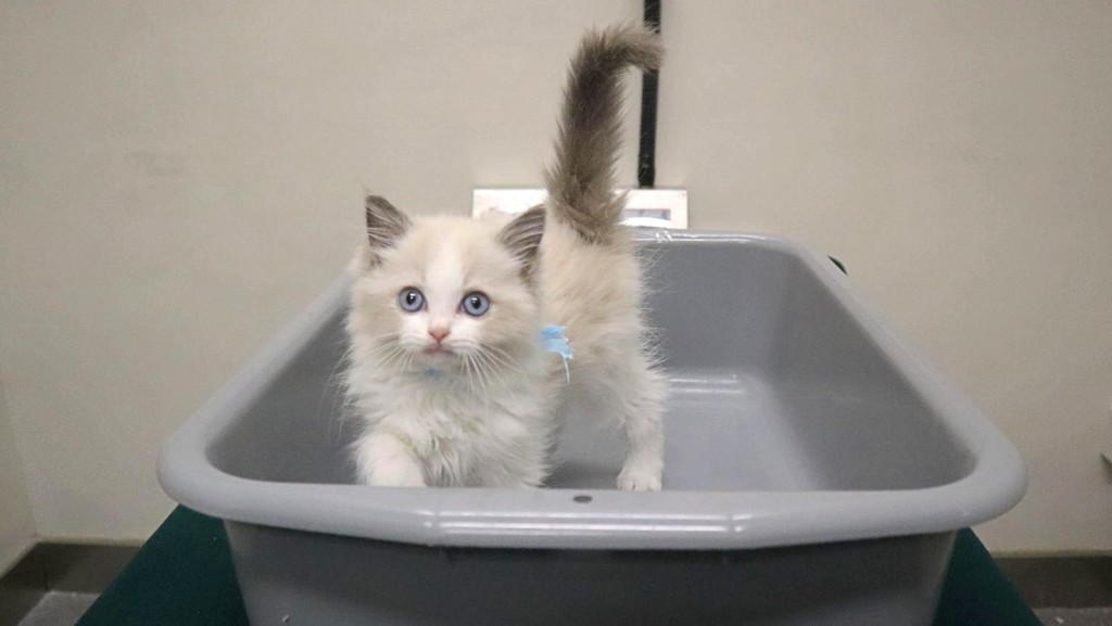 海關在文錦渡管制站偵破一宗非法進口動物的案件。