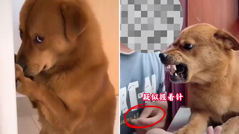 男子疑拍片用針扎虐待網紅小狗。