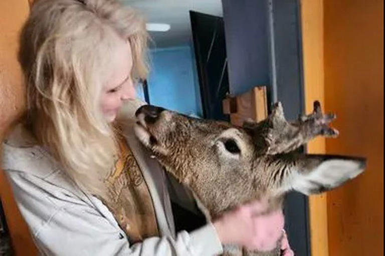 普罗杰和鹿看来相处相当和睦。Jodi Prodger fb 普罗杰和鹿看来相处相当和睦。Jodi Prodger fb