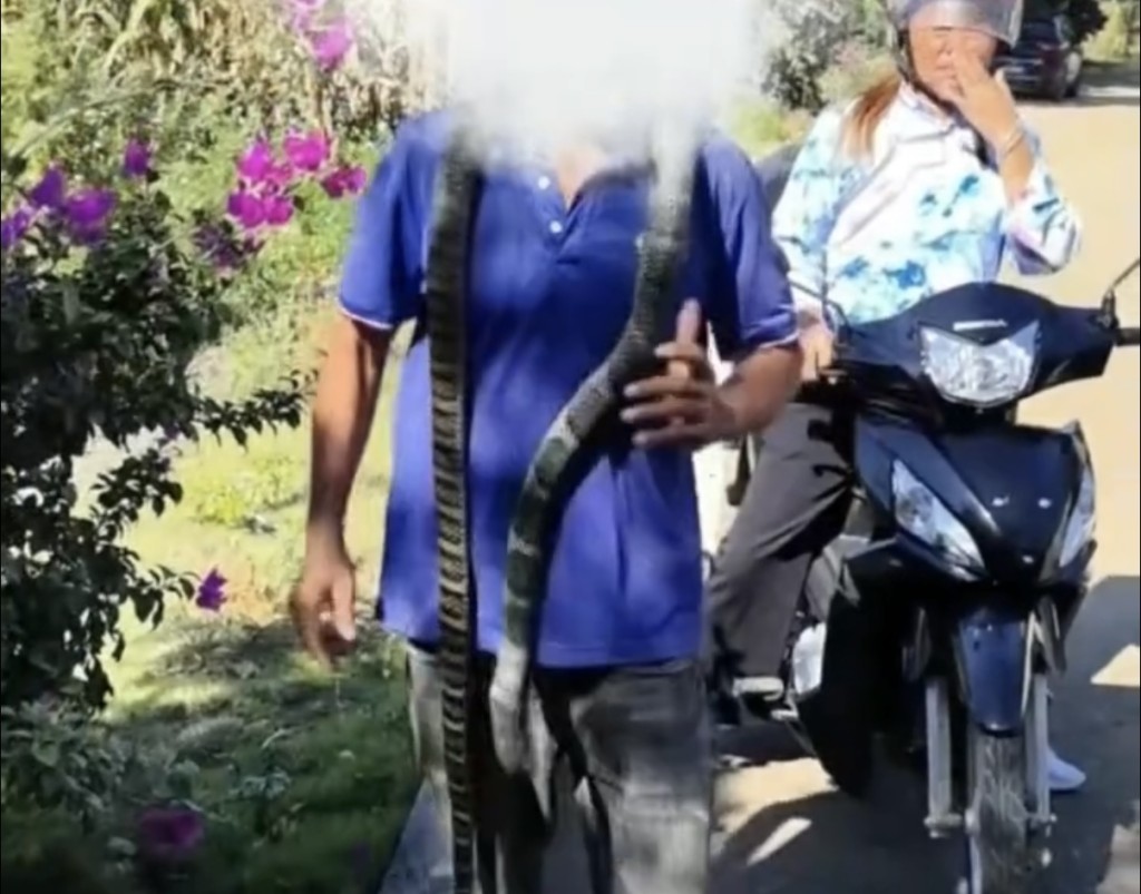 男子誤將眼鏡王蛇把玩,最終被咬身亡。海報新聞 男子誤將眼鏡王蛇把玩,最終被咬身亡。海報新聞