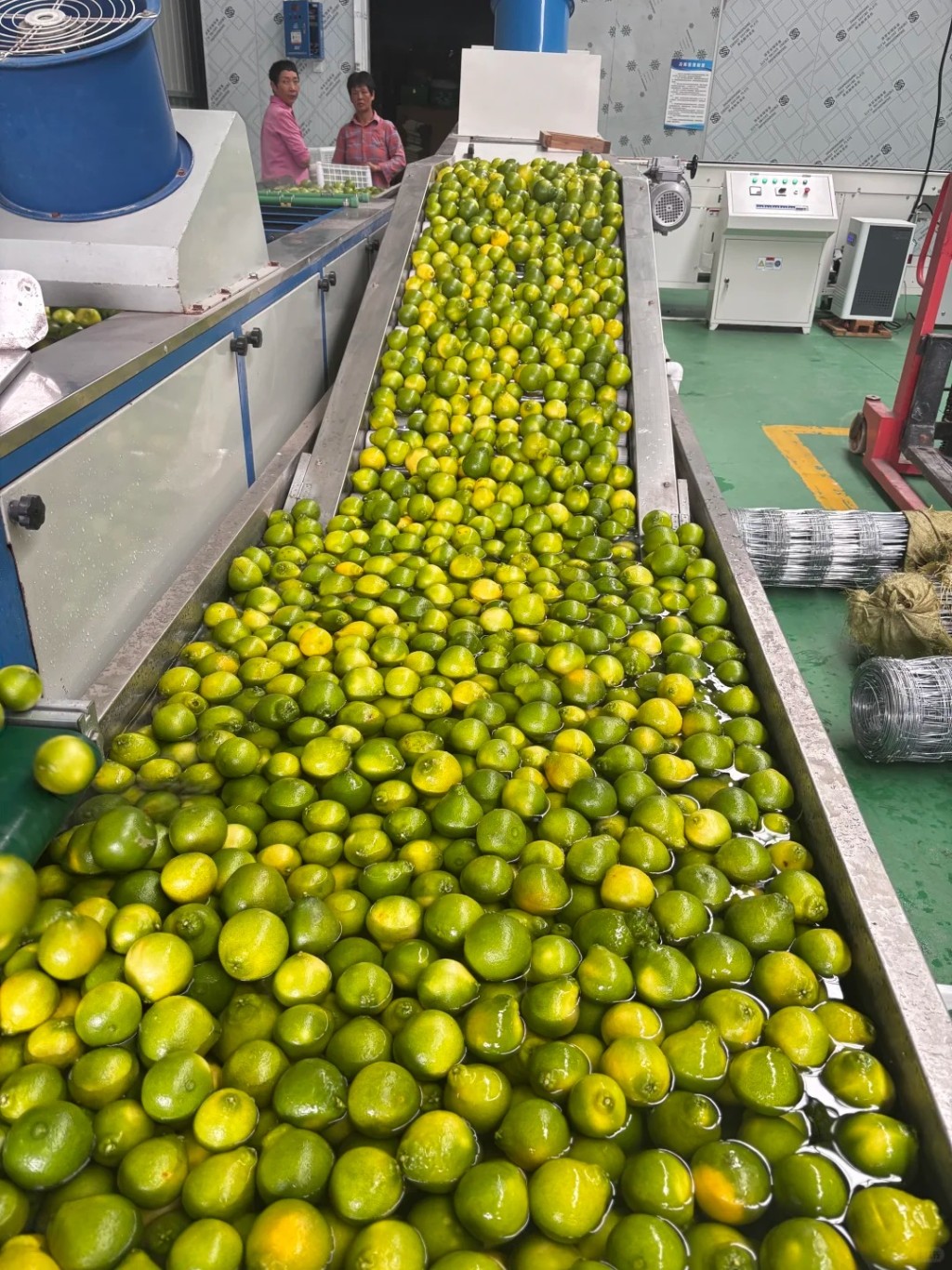 西南大學自種的柑橘「陽光二號」，網上開售首日即賣出三成。小紅書@桔子助理