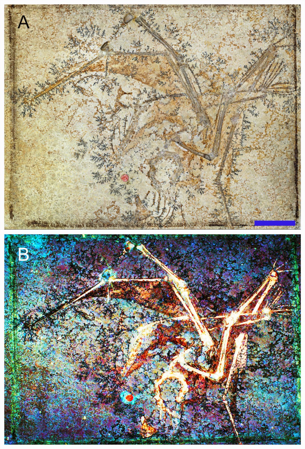 小型翼龍Aurorazhdarchid化石顯示其骨骼及相關軟組織。中大圖片
