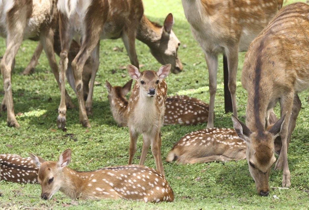 奈良公園以鹿群聞名。美聯社