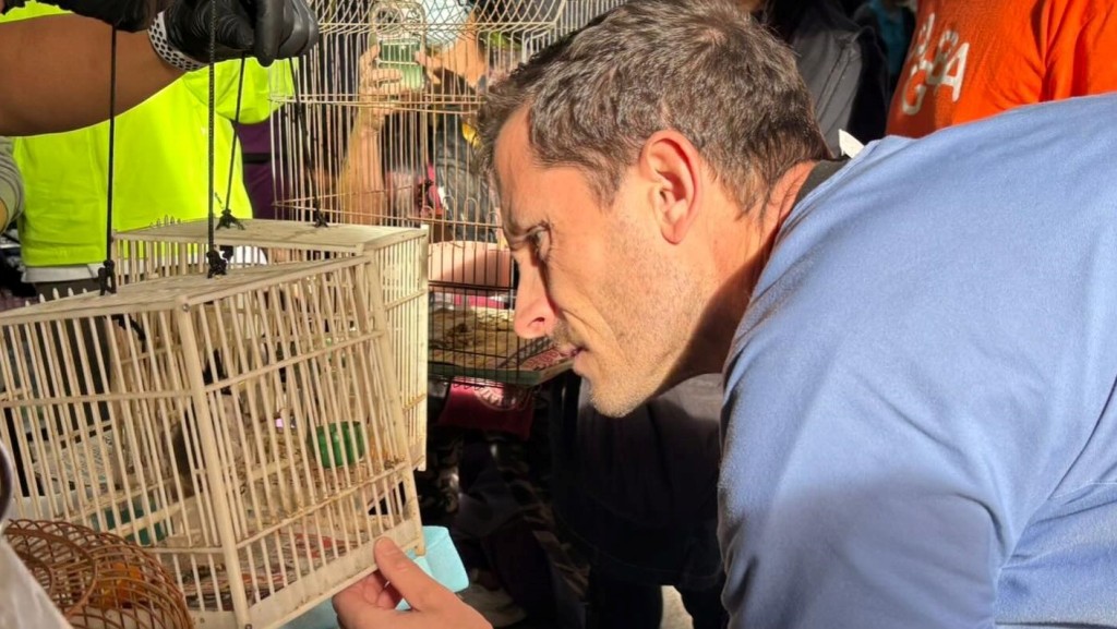 獸醫檢查救出的動物。香港愛護動物協會提供