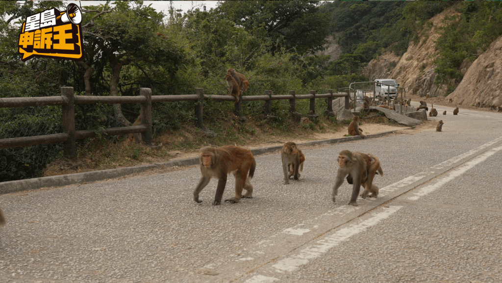 金山郊野公園以前經常有人前來餵飼猴子。