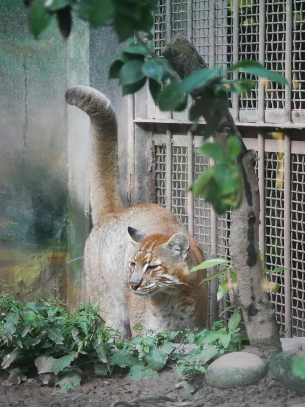 重慶金貓動物園明星動物「阿宅」離世，許多網民在網上悼念。