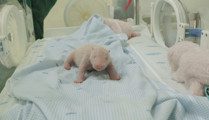 旅居印尼大熊貓「湖春」誕下幼崽。 中國大熊貓保護研究中心 旅居印尼大熊貓「湖春」誕下幼崽。 中國大熊貓保護研究中心