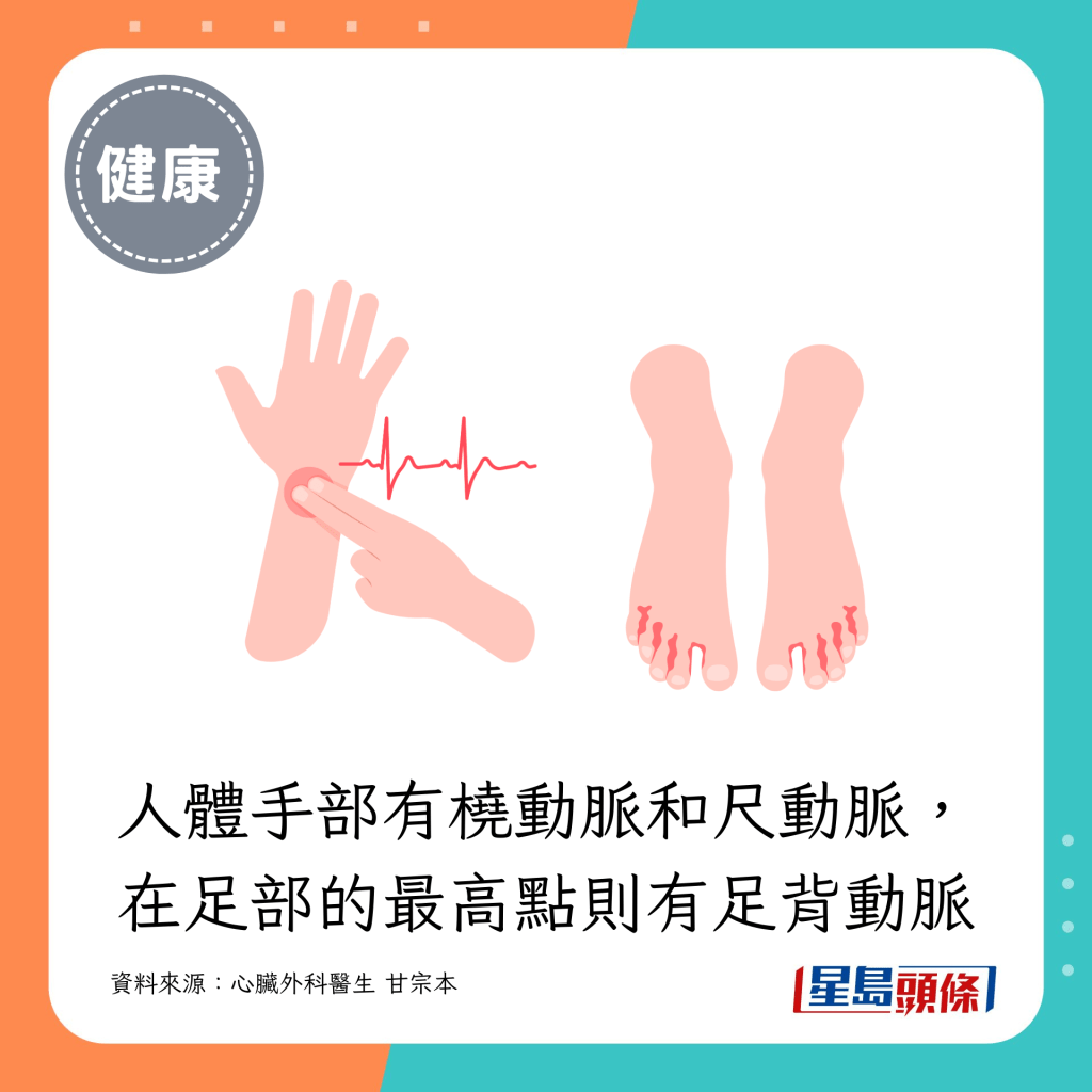 人體手部有橈動脈和尺動脈，在足部的最高點則有足背動脈