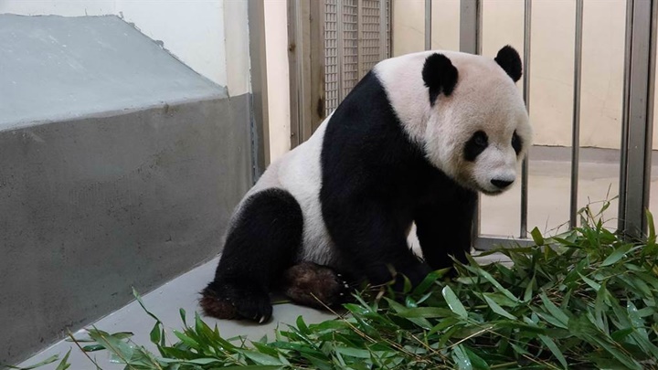 台北市立动物园指团团上月食量大减。中时图片