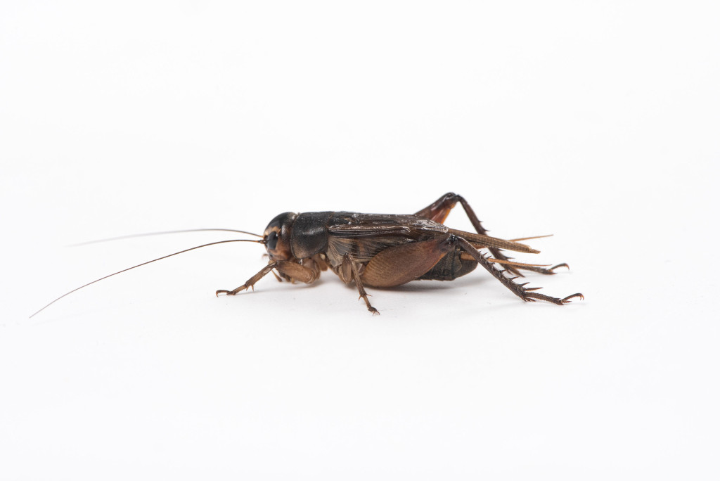 报道指，据称蟋蟀含有丰富蛋白质、钙、铁等营养成分。 ISTOCK图