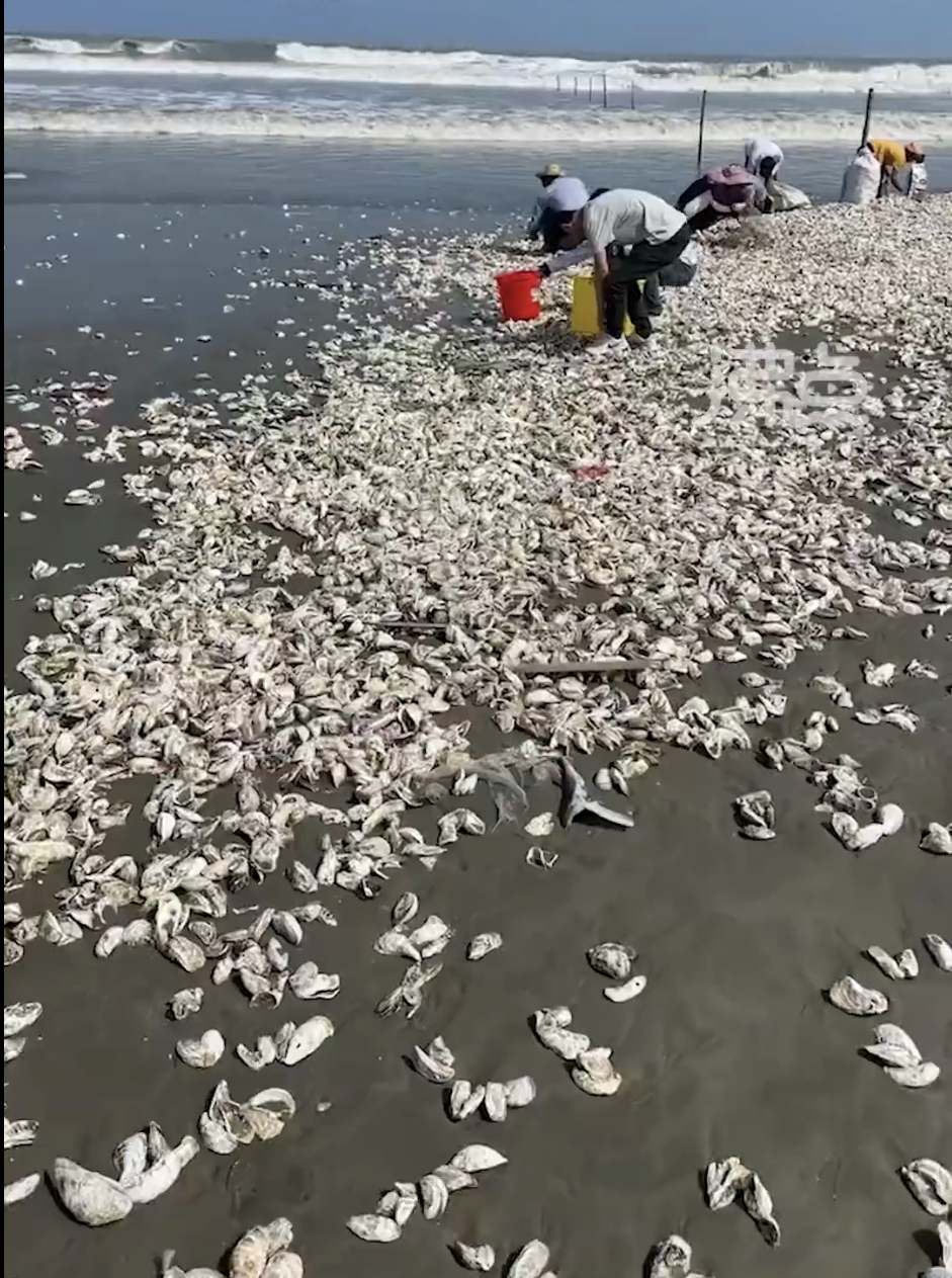 近日广东汕尾大湖沙滩等处出现大量生蚝。