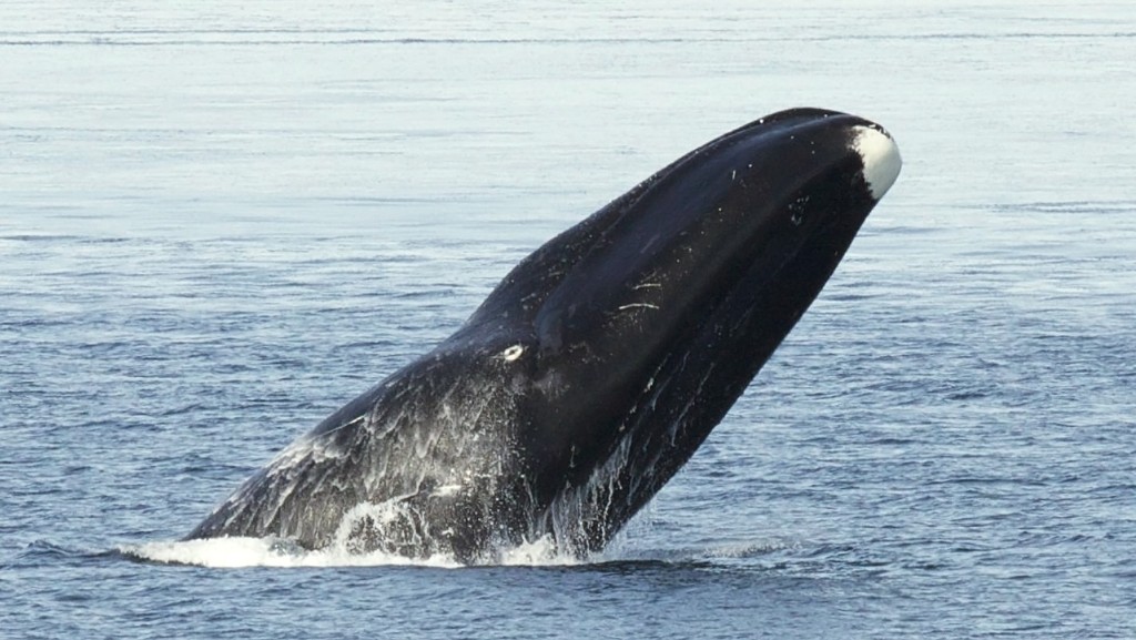 弓頭鯨生活在北極和亞北極海域。 Wiki