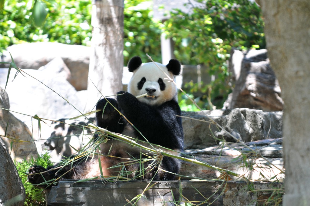 大熊貓「星秋」及「怡蘭」在動物園首次亮相。（新華社）