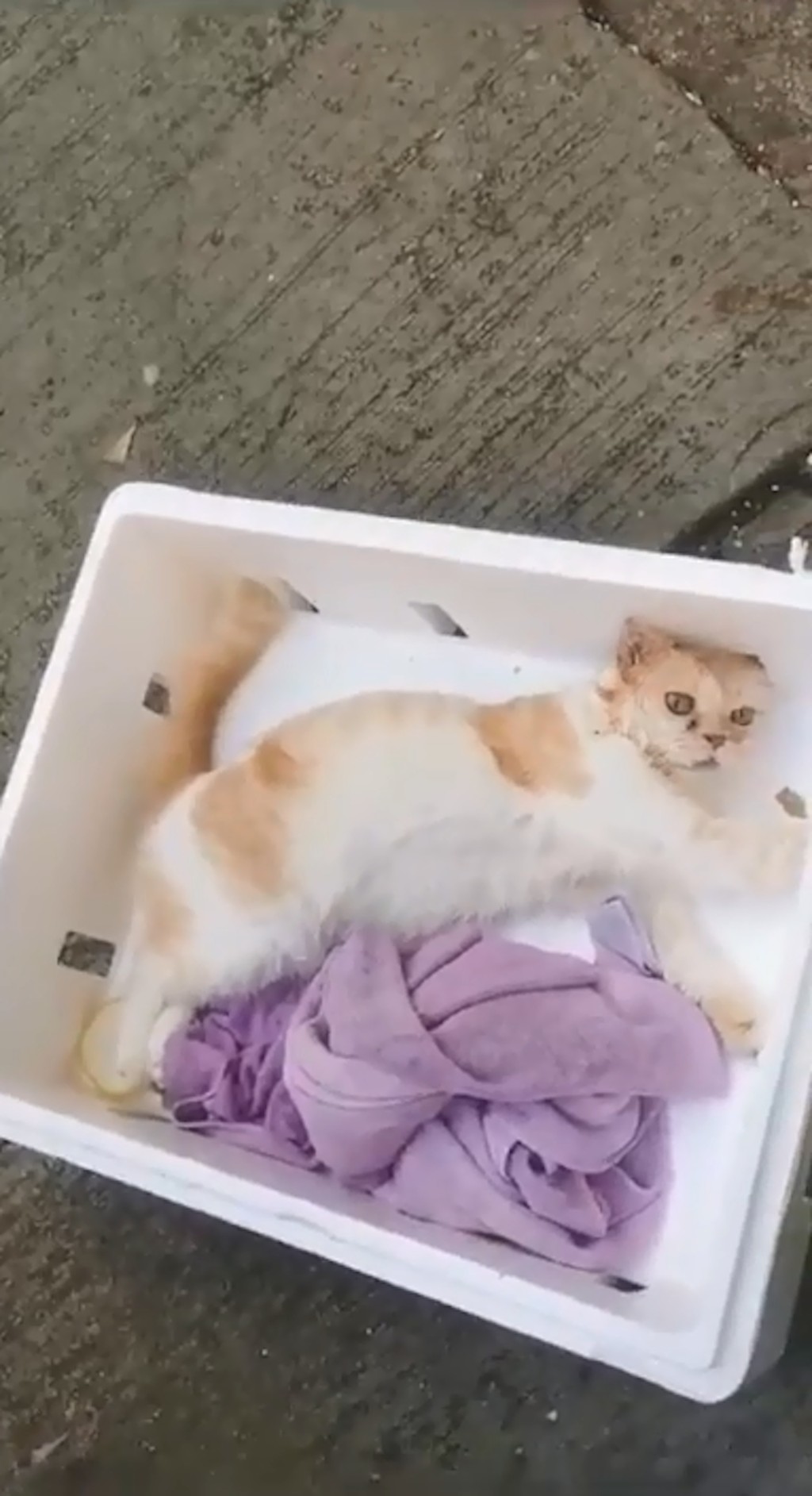 猫猫躺在发泡胶箱内奄奄一息，相当虚弱。